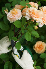 cutting old garden roses