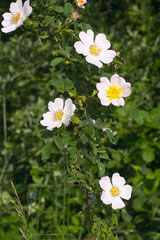 wild dog roses