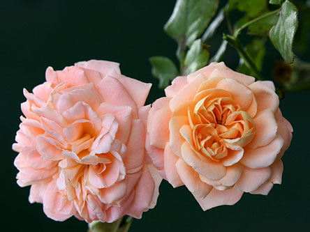 English roses