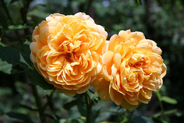 yellow graham thomas roses