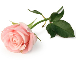 modern hybrid rose