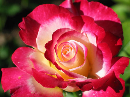 hybrid tea rose