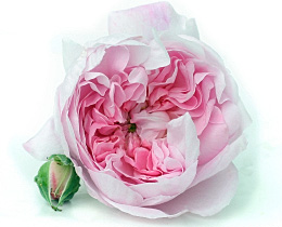 old garden rose and rosebud