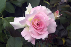 modern hybrid rose