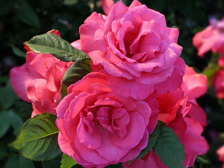 pink roses