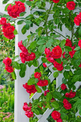 rambling roses on arbor