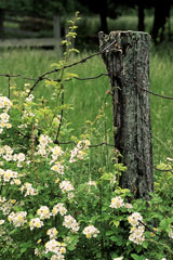 wild roadside roses