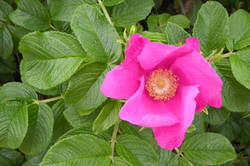 pink rugosa rose