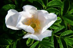 white species rose
