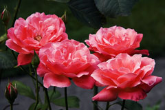 old garden tea roses