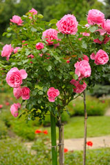 pink tree rose