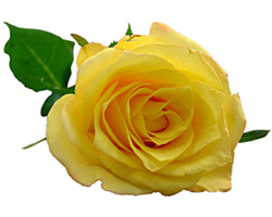 yellow rose