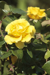 yellow roses